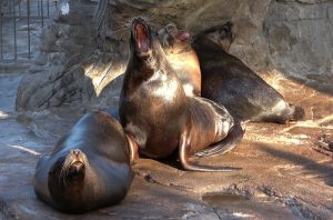 Descubren que los leones marinos también bostezan por ansiedad