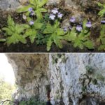 La Universidad de Alicante identifica dos especies inéditas de plantas carnívoras